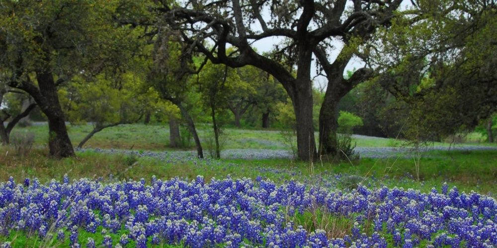 Texas blue bonnets and oaks - Mason Park Medical Clinic Katy TX